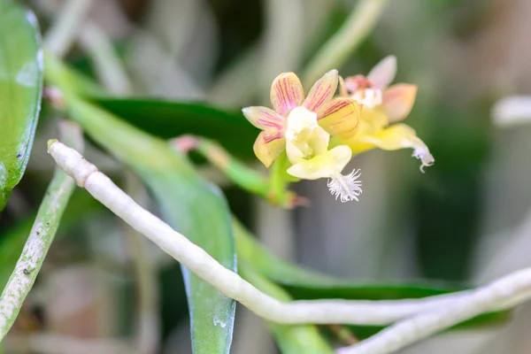 Pelatantheria bicuspidata, Rolfe ex Downie, Orchid flower. — Stock Photo, Image