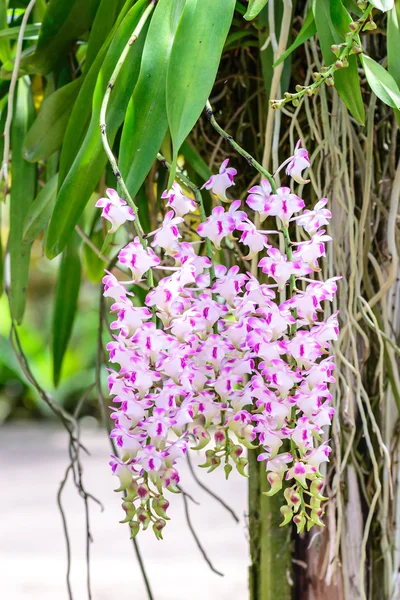 Aerides Lawrenceae, beautiful pink orchid flowers. — Stock Photo, Image