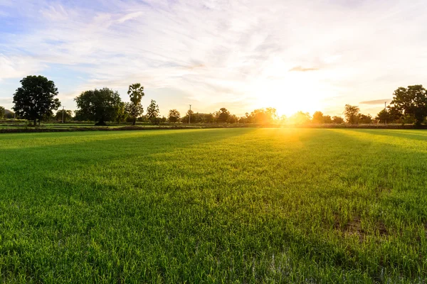 Rijst veld in ochtend, Kanchanaburi Thailand. — Stockfoto