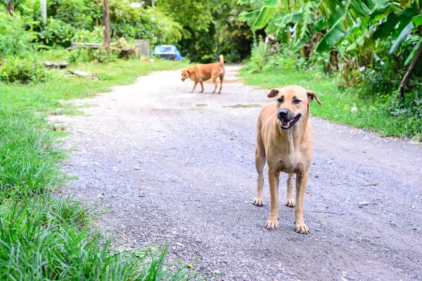 Lovely thai dog is standing and smiling in countryside. — Stock Photo, Image