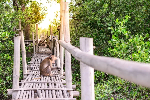 Singe macaque mangeur de crabe béant sur un pont de bambou dans une forêt de mangroves . — Photo