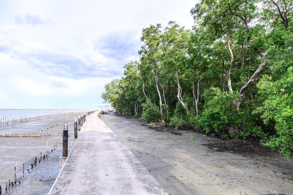 Cement walkway nature trail mangrove forest. — Stock Photo, Image