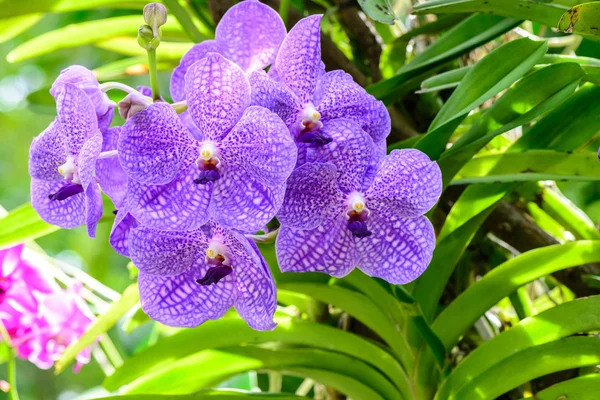 Purple vanda orchid in garden. — Stock Photo, Image