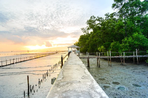 Pasarela de cemento y pabellón sendero natural bosque de manglares . —  Fotos de Stock