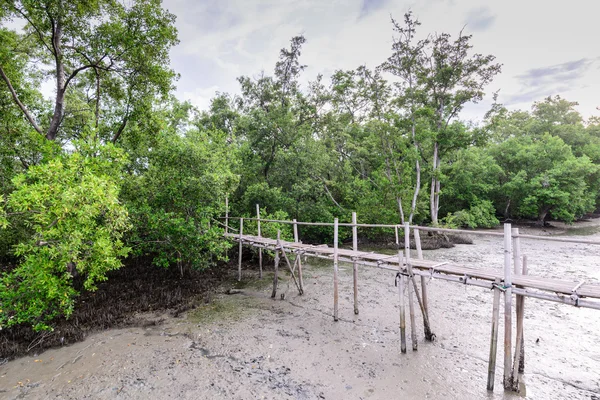 Bambusowy mostek dydaktyczna namorzynowych lasów. — Zdjęcie stockowe