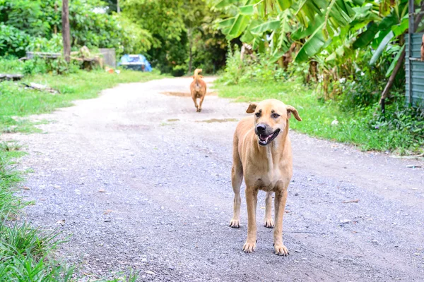 Lovely thai dog is standing and smiling in countryside. — Stock Photo, Image