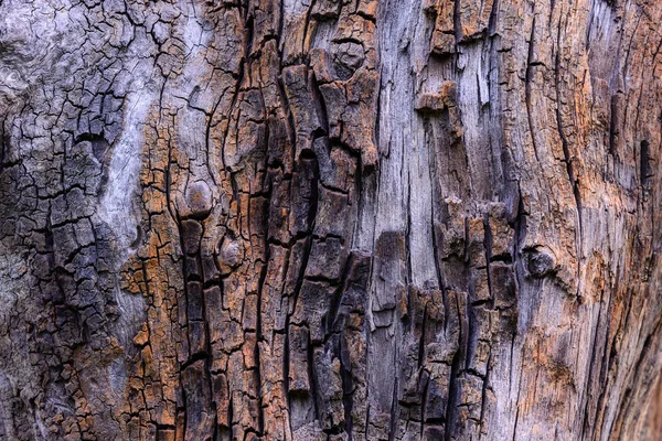 Cracked velha árvore coto textura . — Fotografia de Stock
