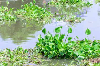 Su nehirde yüzen sümbül.