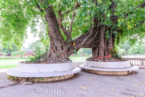 Zwillingsbodhi-Bäume im historischen Park von Ayutthaya, Thailand. — Stockfoto