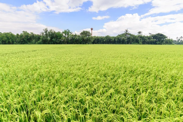 Campo de arroz com céu azul, Suphan Buri, Tailândia . — Fotografia de Stock