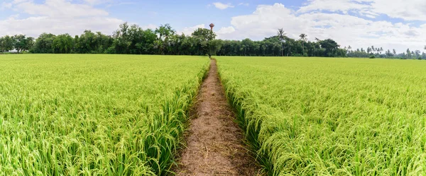 Panoramic view of rice field with pathway and blue sky, Suphan B — Stock Photo, Image