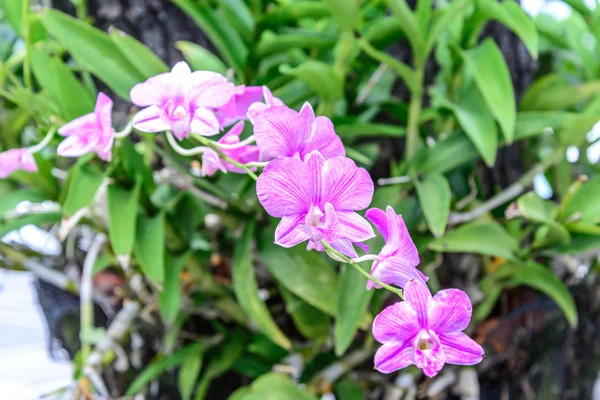Beautiful pink orchid in garden. — Stock Photo, Image