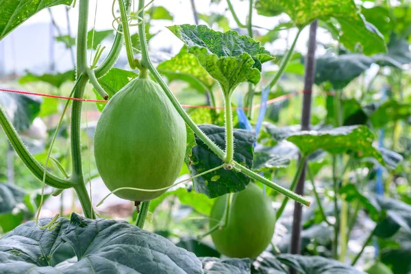 Young green melon hanging on tree in field. — Stock Photo, Image