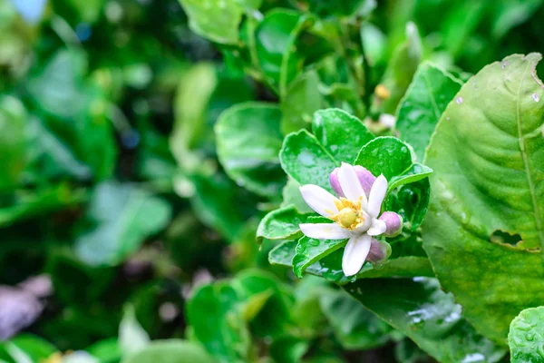Sesbania Grandiflora, flor de lima . — Fotografia de Stock