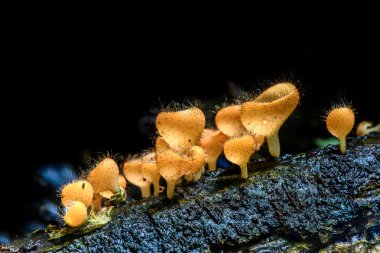 Şampanya mantar, Tarzetta Rosea (Rea) Ilhan.