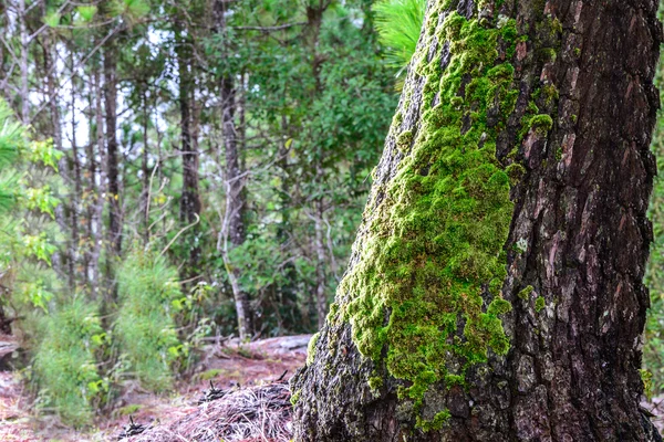 Moos auf Kiefer im Wald. — Stockfoto