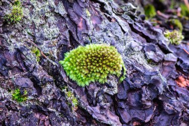 Yağmur ormanlarında çam ağacı üzerinde büyüyen yosun.