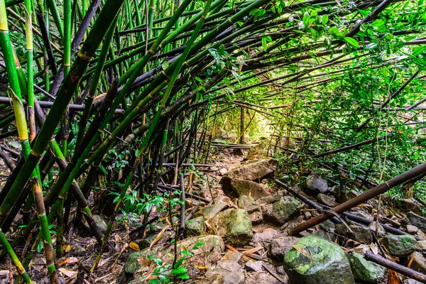 Tanösvény bamboo forest nemzeti parkban, Saraburi, Thaiföld. — Stock Fotó