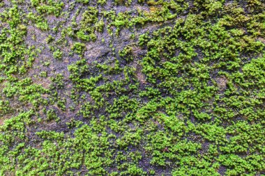 Moss örtmek ormandaki taş doku.