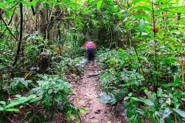 Sendero forestal para correr en el parque nacional . —  Fotos de Stock