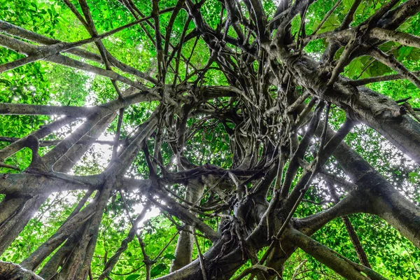 Arbre circulaire en spirale dans la forêt du parc national . — Photo