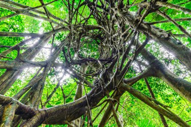 Spiral dolambaçlı ormanda Milli Parkı.