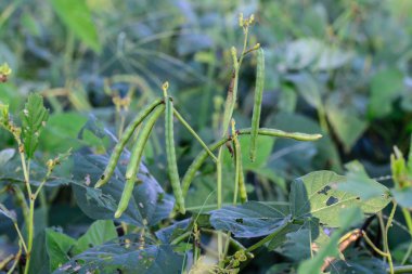 Alandaki yeşil mung fasulye.