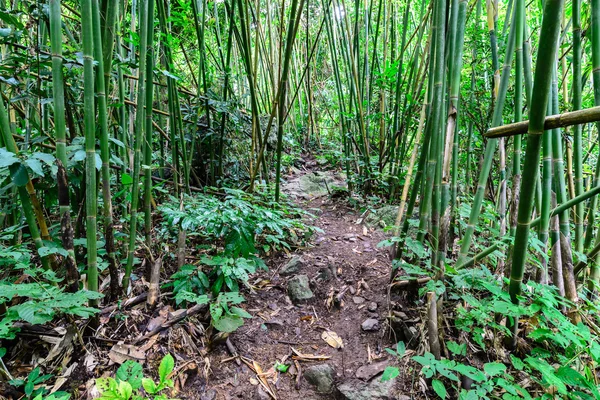 Tanösvény bamboo forest nemzeti parkban, Saraburi, Thaiföld. — Stock Fotó