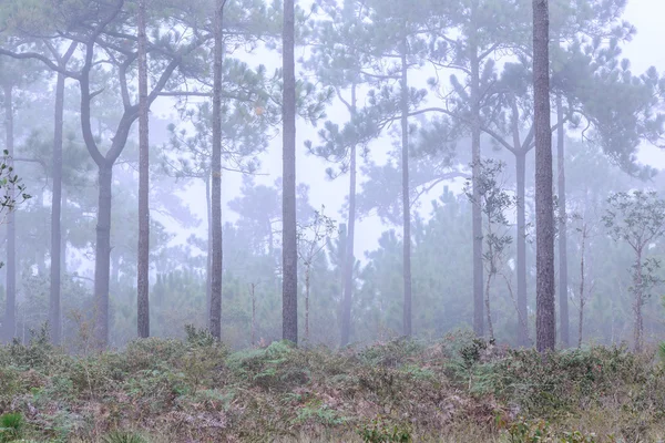 Pine tree with mist on morning. — Stock Photo, Image