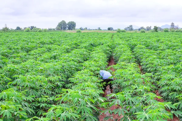 Thailändischer Bauer im karierten Hemd jätet in Maniok-Plantage. — Stockfoto