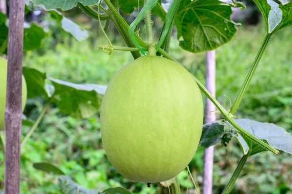Young green melon hanging on tree in field. — Stock Photo, Image