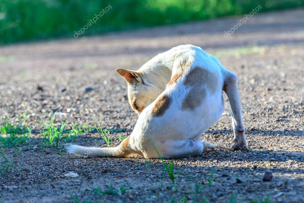 White Dog Tick | Mice