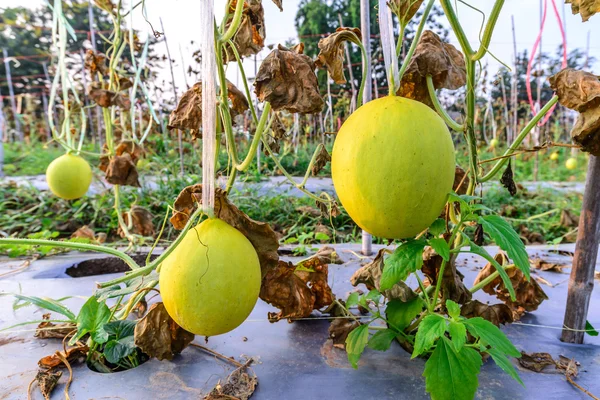 Yellow melon hanging on tree in field. — Stock Photo, Image