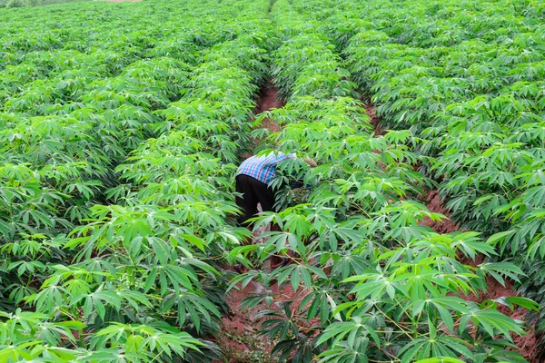 Agricultor tailandês em capina camisa xadrez na plantação de mandioca . — Fotografia de Stock