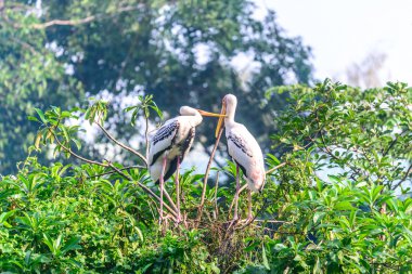 Sütlü leylek, ağaç üzerinde yağmur sonra dinlenme çift kuş.
