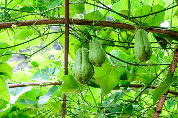 Chayote fruits hang on trellis. — Stock Photo, Image