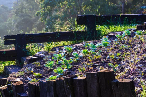 Plantação de couve orgânica pela manhã . — Fotografia de Stock