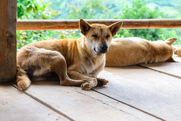 Thai dog sleeping on wooden floor with its friend. — Stock Photo, Image