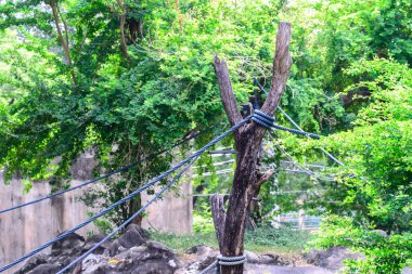 Bir ağaç eğlence macera için ip bağladılar.