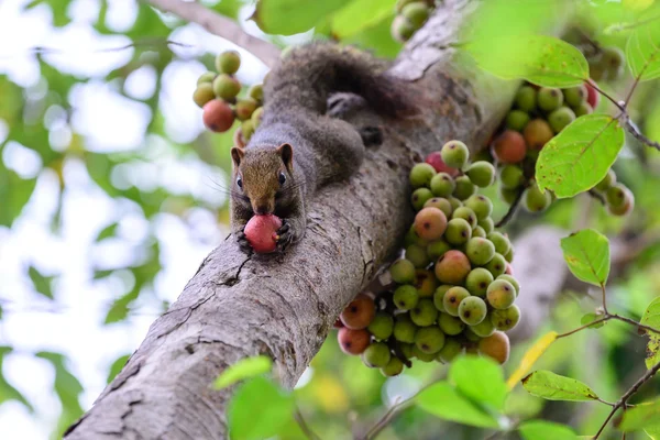 Wiewiórka jedzenie owoc czerwony rys na drzewo. — Zdjęcie stockowe