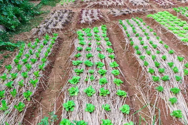 Organiczny sałatka warzywa w plantacji. — Zdjęcie stockowe