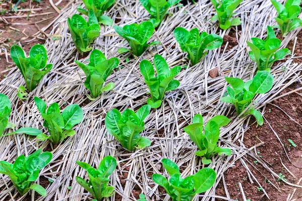 Verdura de salada de cos verde orgânica em plantação . — Fotografia de Stock