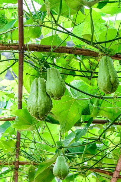 Chayote fruits hang on trellis. — Stock Photo, Image