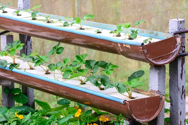 Hydrocultuur aardbei rij in plantage. — Stockfoto