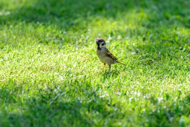 Serçe montanus kuş ayakta çimenlerin üzerinde.