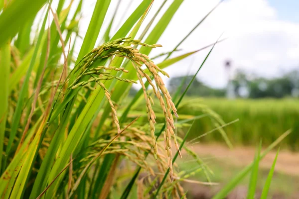 Close up of golden rice paddy in rice field. — Stock Photo, Image