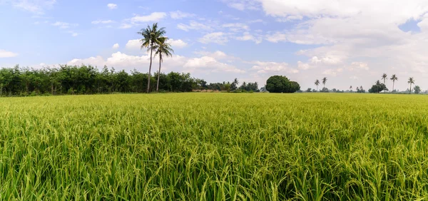 Panoramisch uitzicht van rijst veld met blauwe hemel, Suphan Buri, Thailand. — Stockfoto