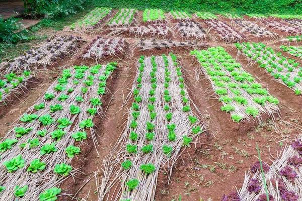 Produtos hortícolas orgânicos para saladas mistas em plantação . — Fotografia de Stock