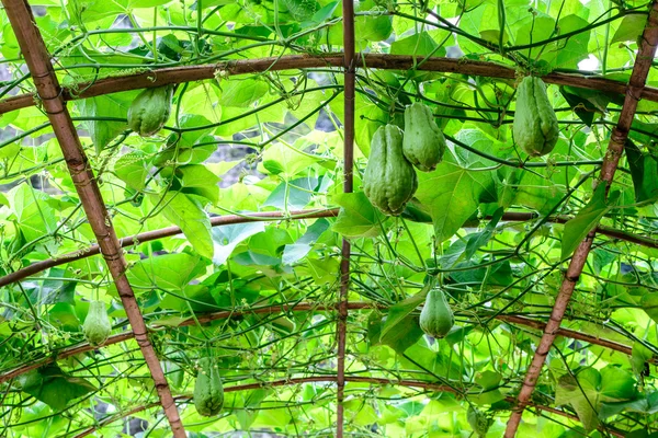 Chayote frutas cuelgan de enrejado . —  Fotos de Stock