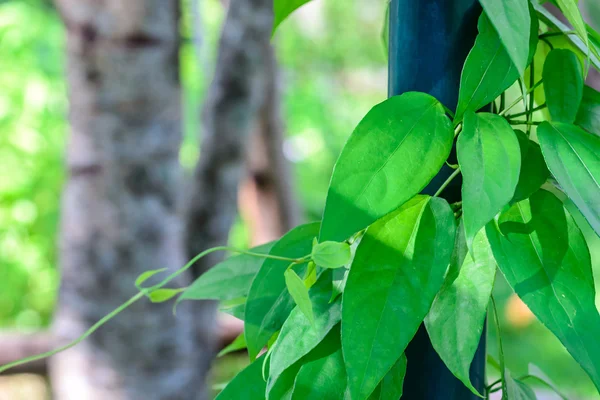 Thumbergia Laurifolia Folhas usadas em ervas tailandesas . — Fotografia de Stock